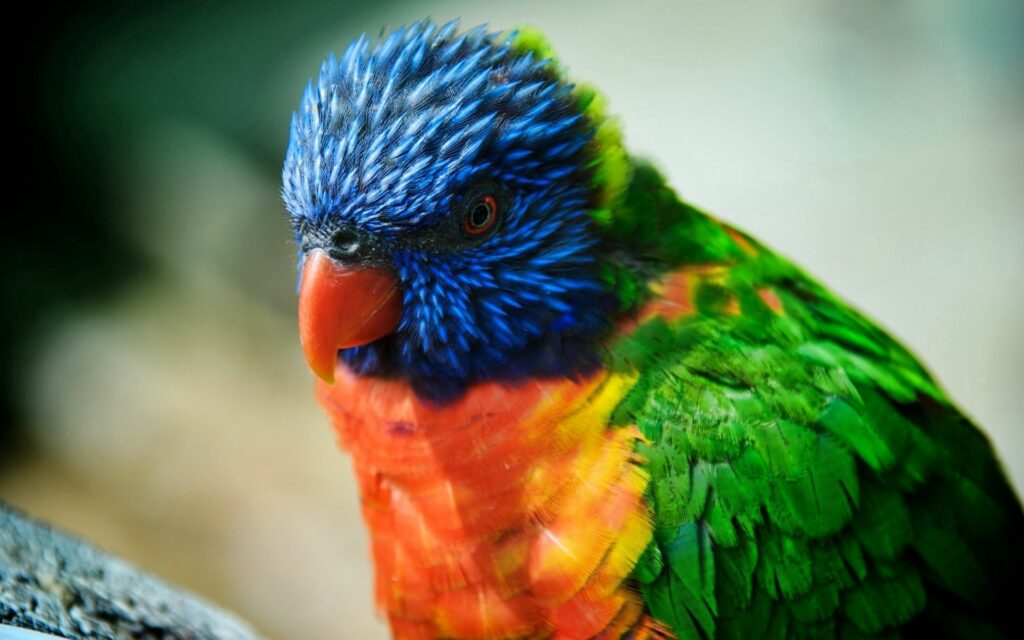 Colorful Parrot Close-Up Wallpaper: Vivid Feathers & Bright Beak