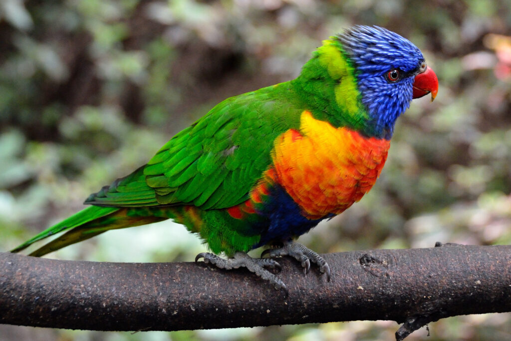 Colorful Parrot Wallpaper: Vibrant 2048x1366 Nature Background
