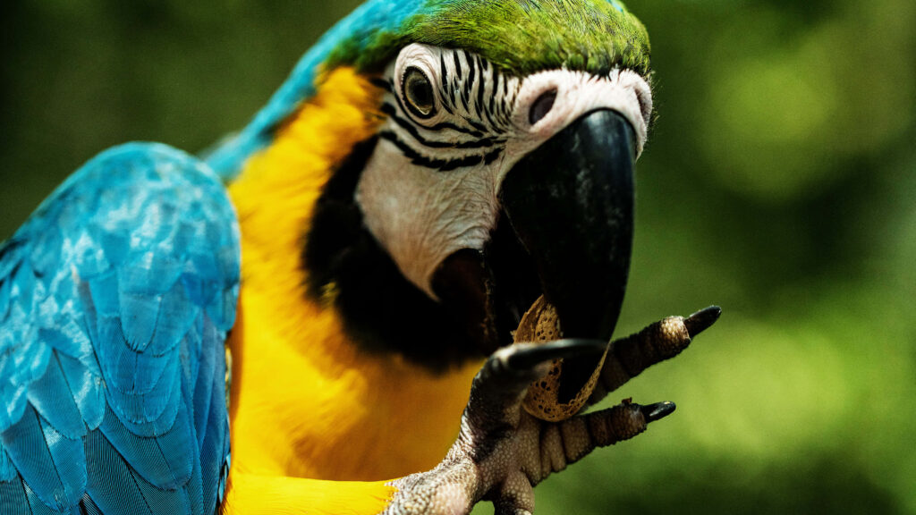 Colorful Parrot Close-Up: Vibrant Blue & Yellow Feathers in Nature Wallpaper