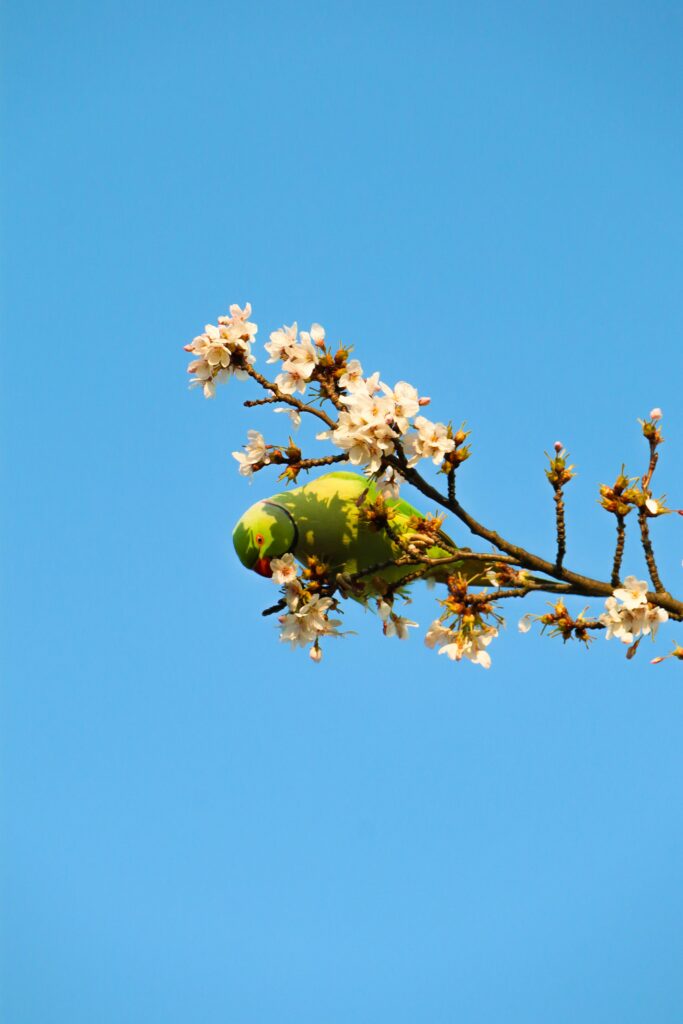Vibrant Parrot Wallpaper: Colorful Scene with White Flowers & Blue Sky