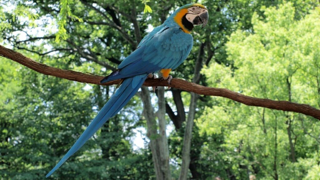 Vibrant 1920x1080 Parrot Wallpaper: Colorful Forest Scene