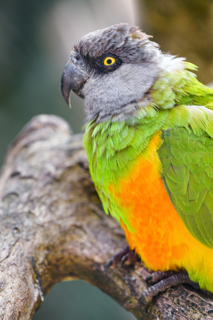 Colorful Parrot Wallpaper: Vibrant Green and Orange Feathers