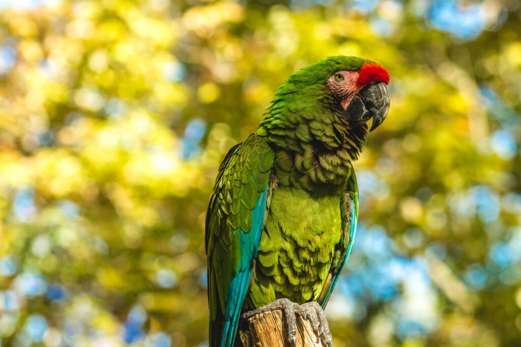 Vibrant Parrot Wallpaper: Colorful Feathers on Nature Background