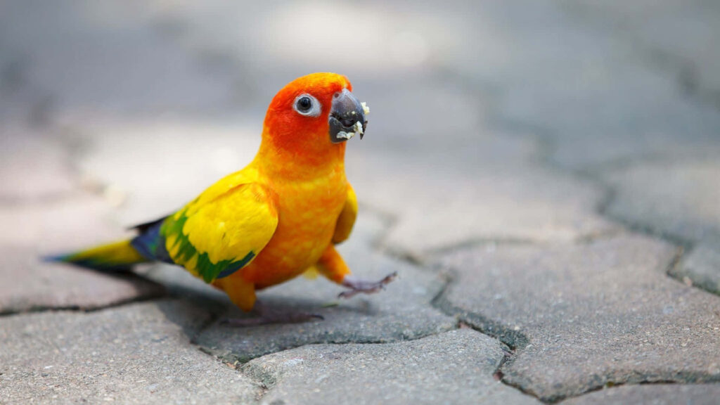 Vibrant Parrot with Orange-Yellow Plumage on Sunlit Pathway Wallpaper