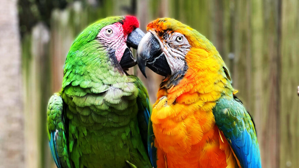 Colorful Parrots Close-Up Wallpaper: Vibrant Feathers in Nature