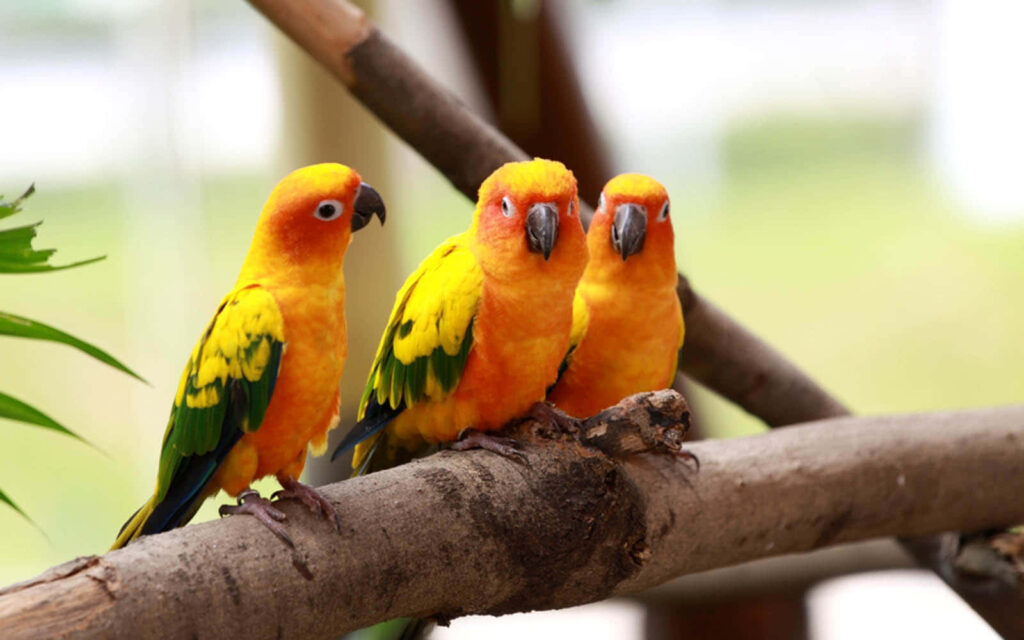 Colorful Parrots on Branch: Love in Every Colorful Shape Wallpaper