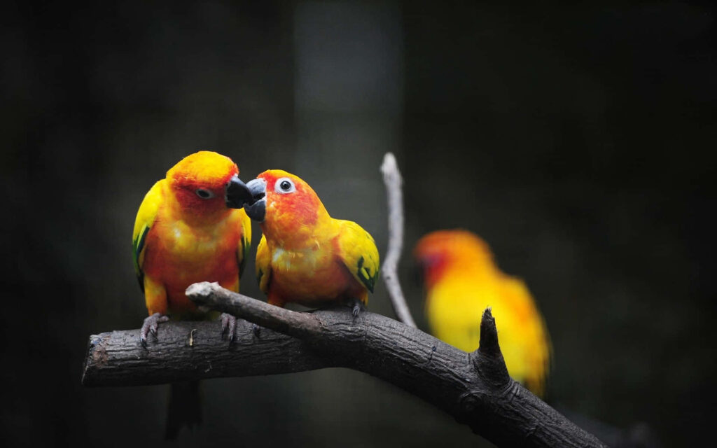 Vibrant Parrots on Branch: Exotic Birds Against Dark Background Wallpaper