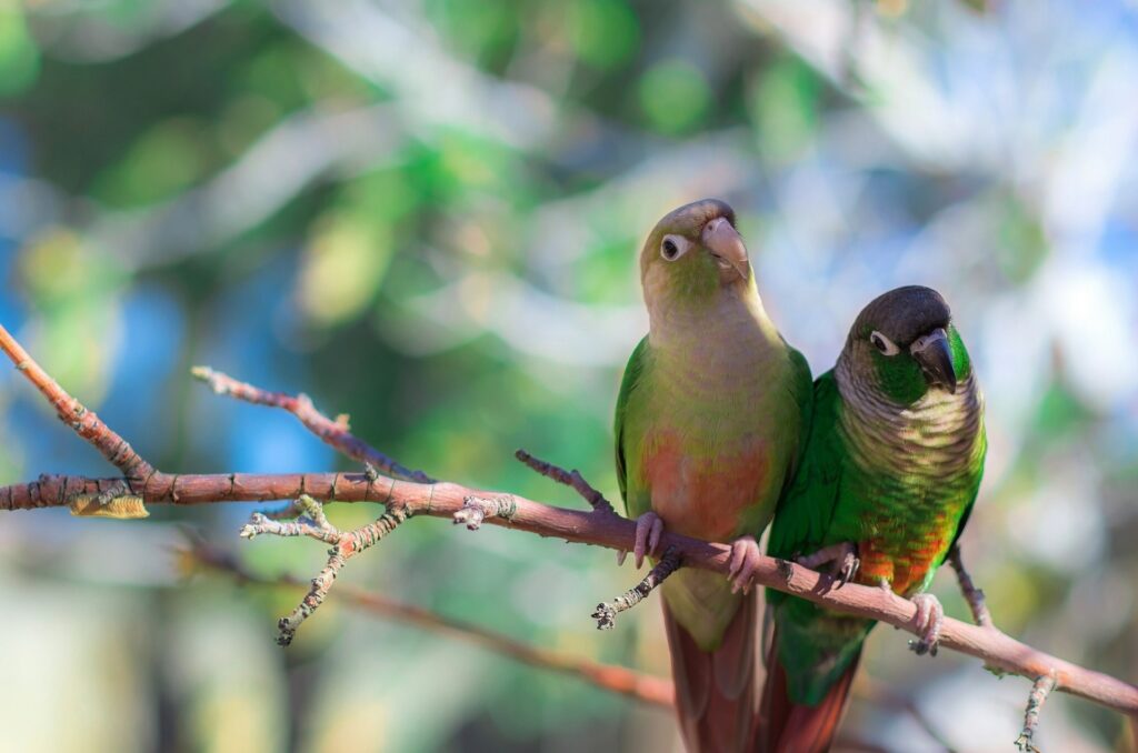 Vibrant Parrots on Branch - Colorful Wallpaper with Soft Background