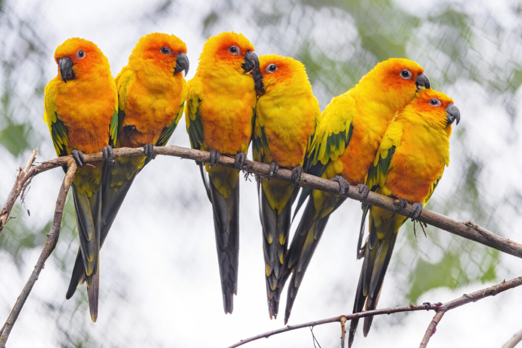 Vibrant Parrots on Branch: Colorful Wallpaper for a Lively Atmosphere