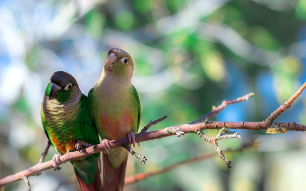 Vibrant Parrots Perched on Branch with Soft Blurred Nature Background Wallpaper