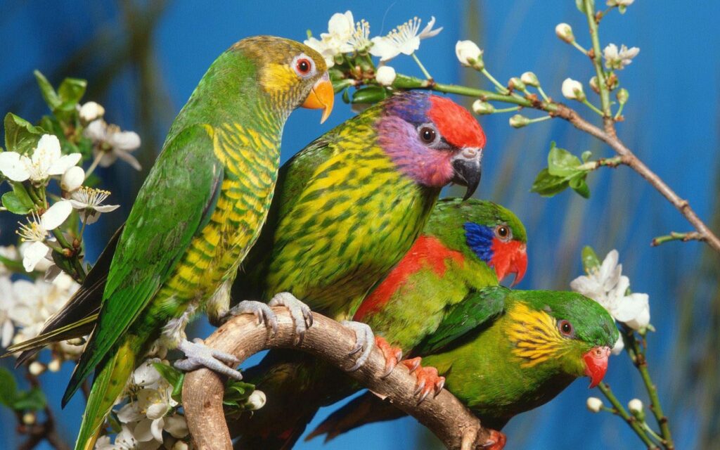 Colorful Parrots on Branch with Blossoms - Vibrant 1920x1200 Wallpaper