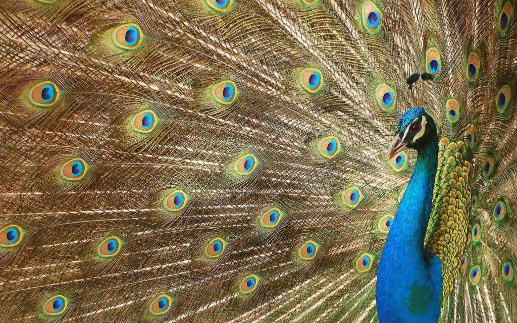 The Serenade of Colors: A Captivating Portrait of Nature's Feathered Symphony Wallpaper