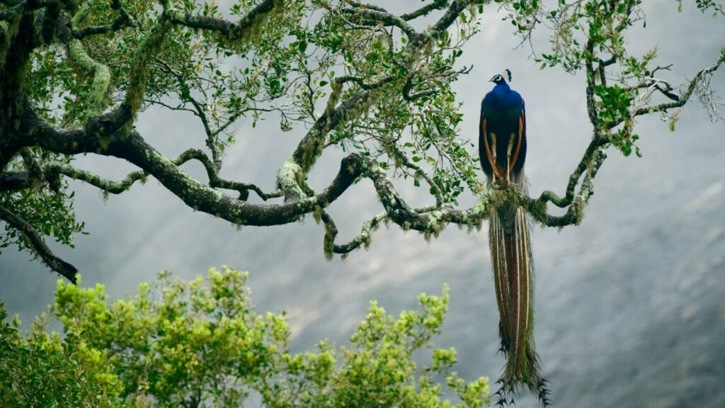 Vibrant Feathers amidst Jungle Canopy: A Captivating HD Wallpaper