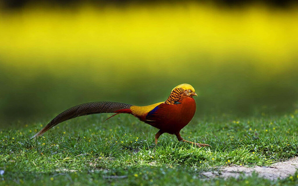 Vibrant Pheasant Wallpaper: Colorful Bird in Lush Grassland Background