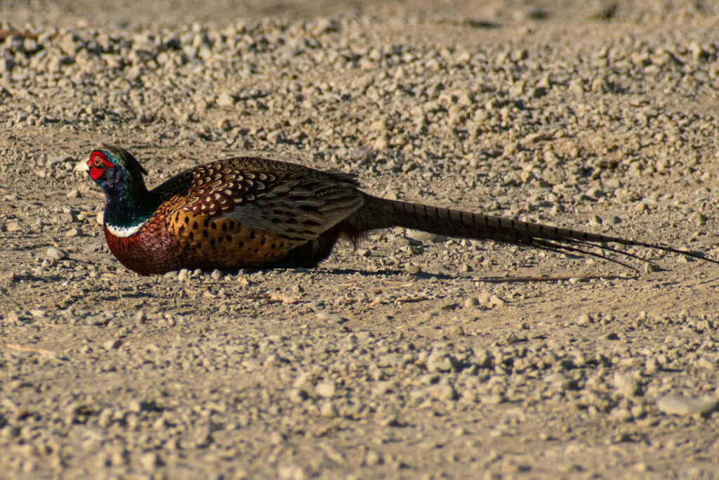 Vibrant Pheasant Wallpaper: Colorful Bird on Gravelly Ground