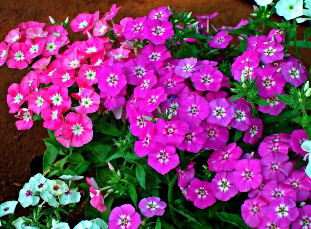 Vibrant Phlox Flower Wallpaper: Pink & White Blossoms on Green