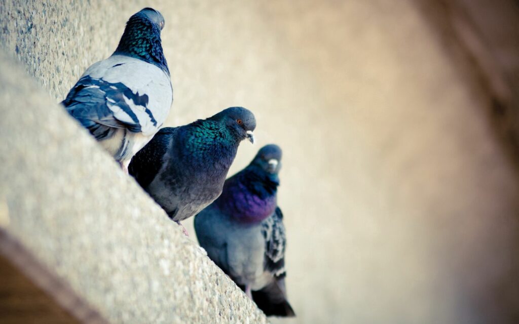 Serene Pigeons on Ledge: Colorful 1680x1050 Wallpaper Background