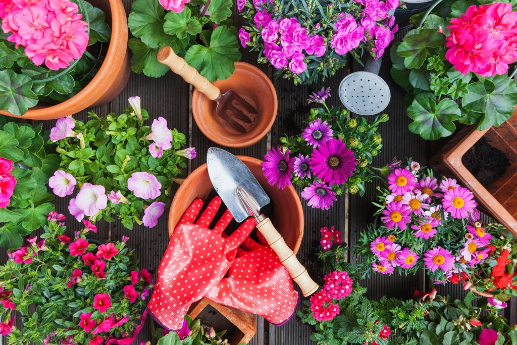 Top-down view of colorful potted flowers with red polka-dot gloves and gardening tools on wood Wallpaper