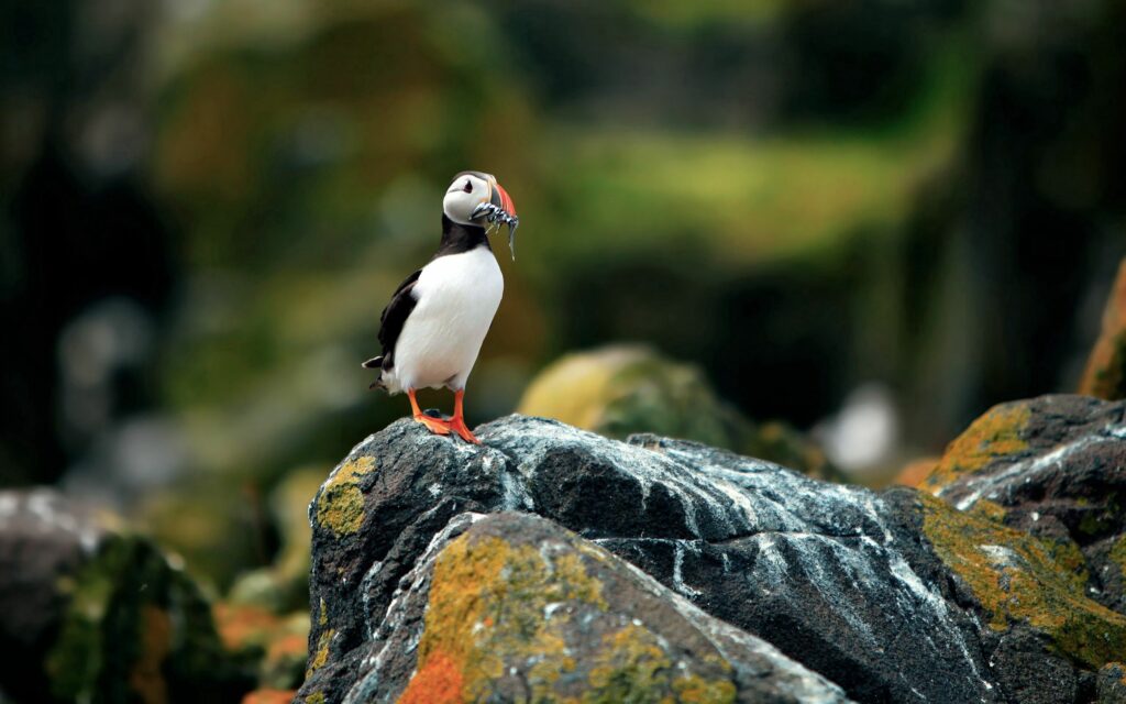 Puffin on Rock: Colorful Beak Against Blurred Natural Background Wallpaper
