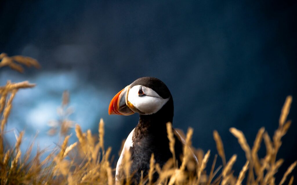Colorful Puffin Wallpaper Amidst Grasses - 1680x1050 Background