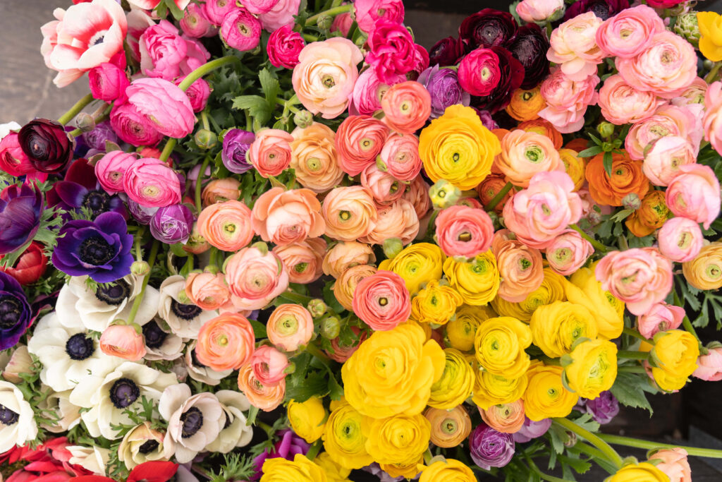 Vibrant Ranunculus Floral Wallpaper: Cheerful Colorful Background