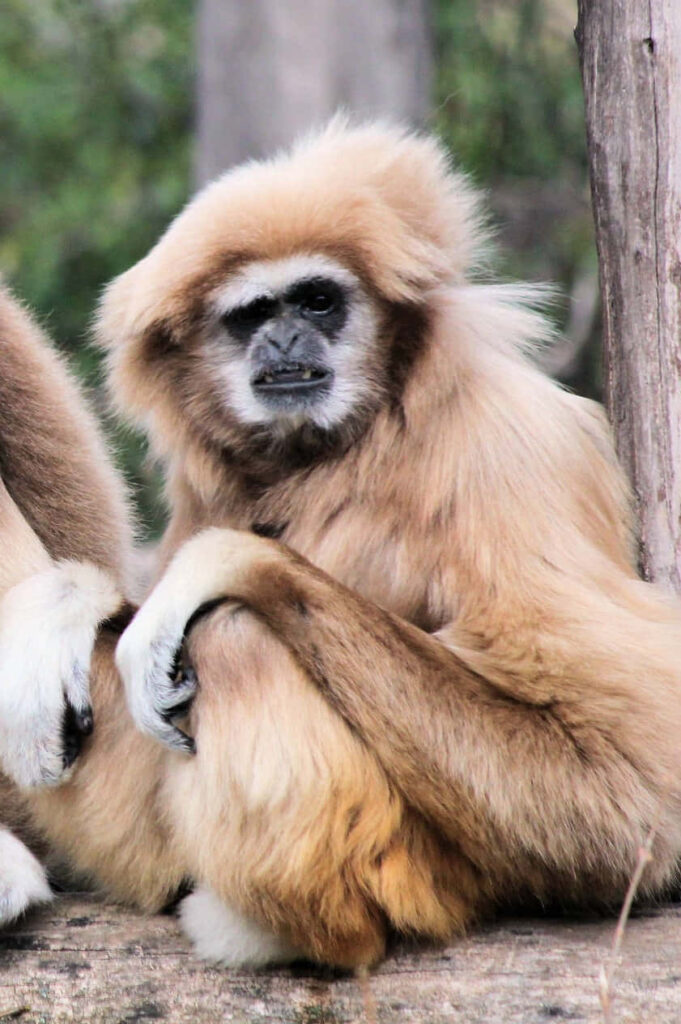 Gibbon Sitting Near Tree Background Wallpaper
