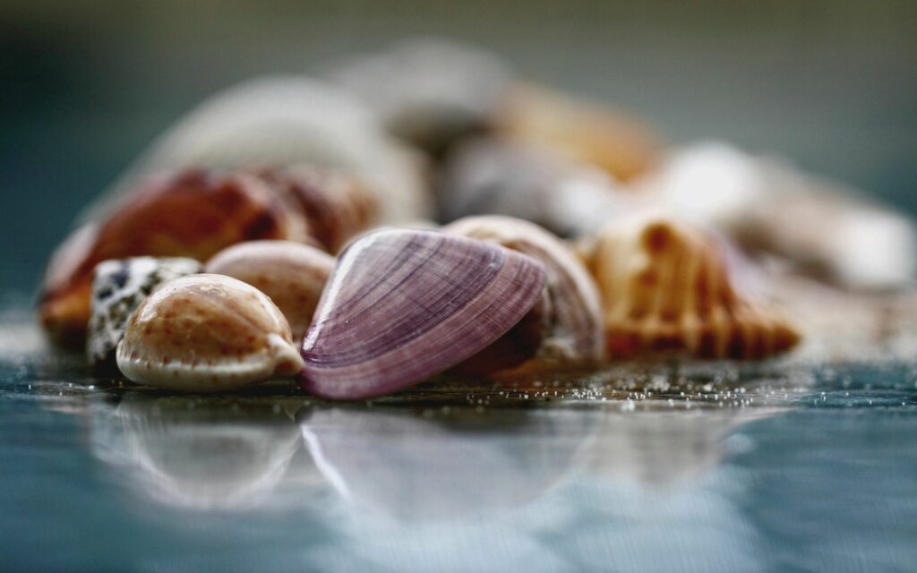 Colorful Seashells on Reflective Glass: Stunning Wallpaper Background