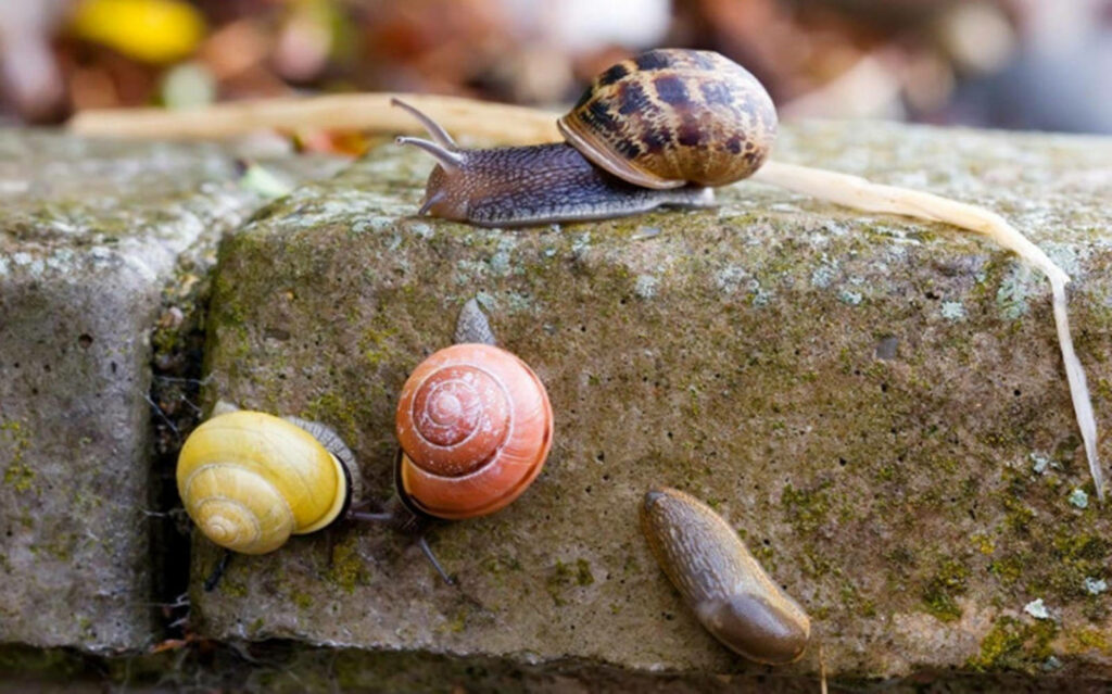 Colorful Snails and Slug on Mossy Stone – Vibrant Nature Wallpaper