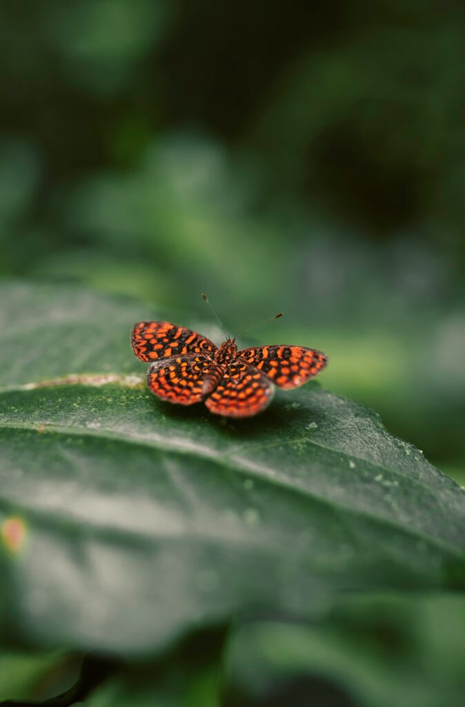 Vibrant Butterfly Close-Up on Green Leaf | Stunning Wallpaper Background