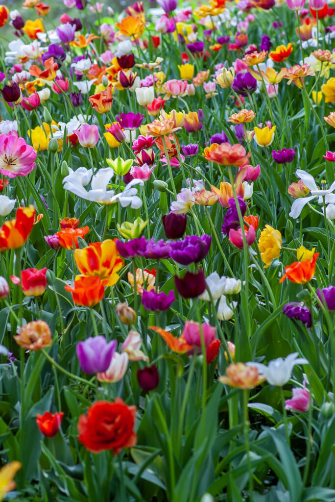 Vibrant Spring Blossoms: Colorful Flower Field Under Blue Sky Wallpaper