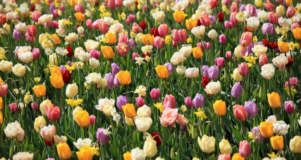 Vibrant Spring Flowerbed Wallpaper: Colorful Tulips & Daffodils