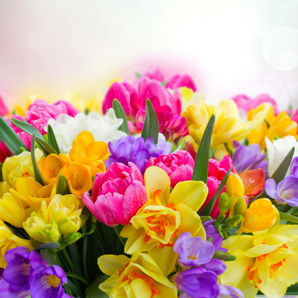 Vibrant Spring Flowers Wallpaper: Tulips, Daffodils & More