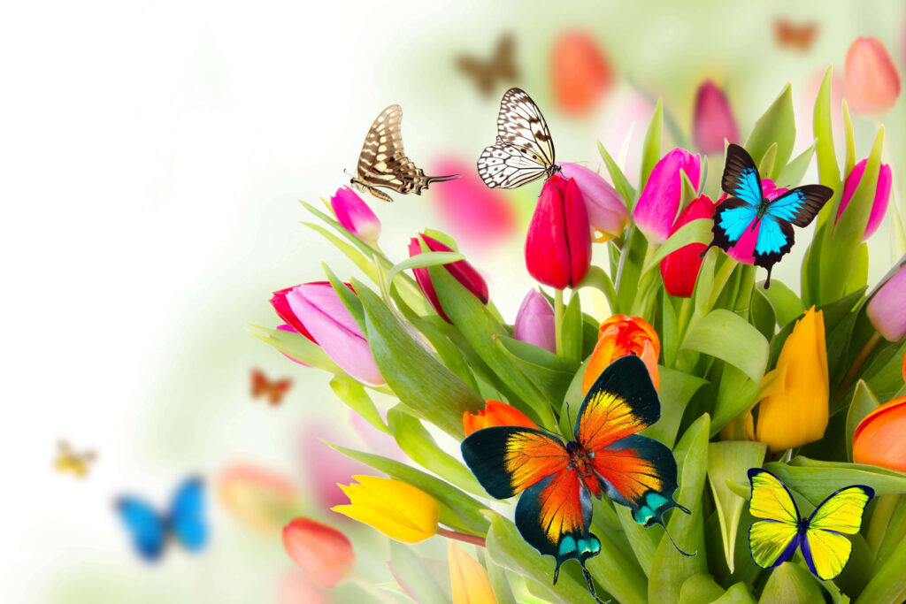 Colorful Spring Tulip Wallpaper with Butterflies - Cheerful Background