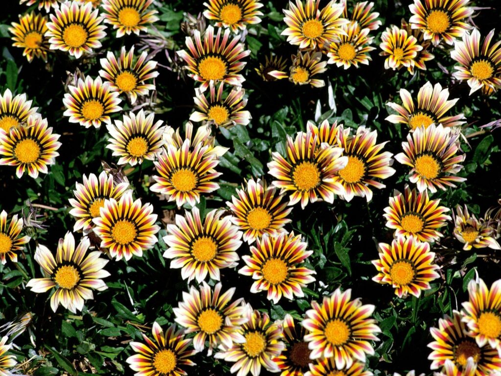 Vibrant Flowerbed Wallpaper: Colorful Striped Flowers Background 1600x1200