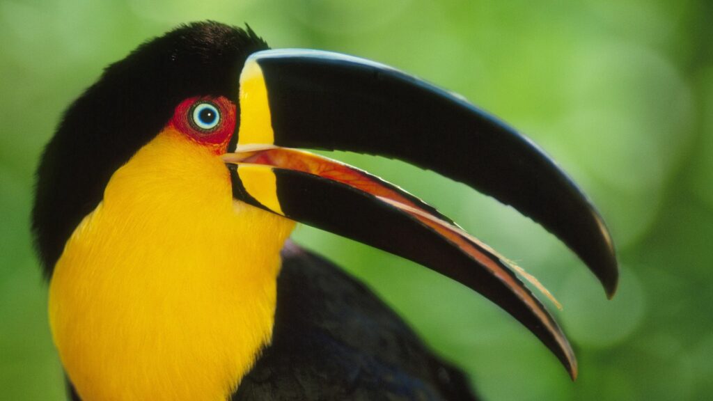Vibrant Toucan Wallpaper: Colorful Bird Against Lush Green Background