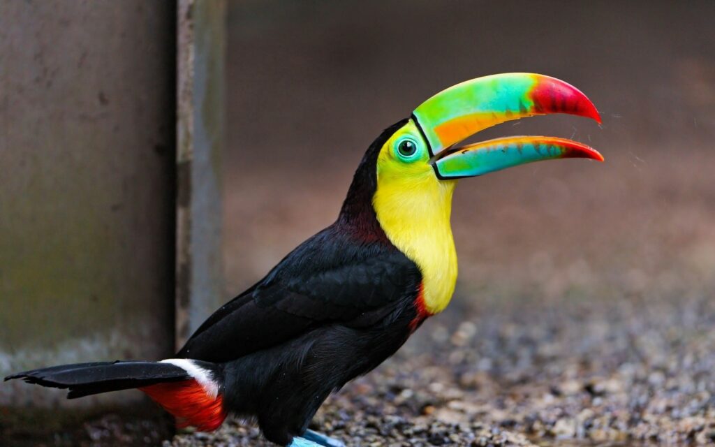 Vibrant 2560x1600 Toucan Wallpaper: Colorful Nature Background