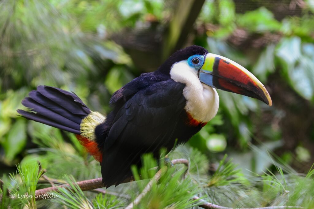 Vibrant Toucan Wallpaper: Colorful Bird in Lush Green Thickets