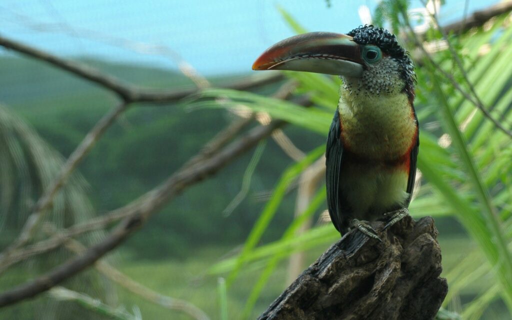 Vibrant Toucan Wallpaper: Colorful Bird in Lush Greenery Background
