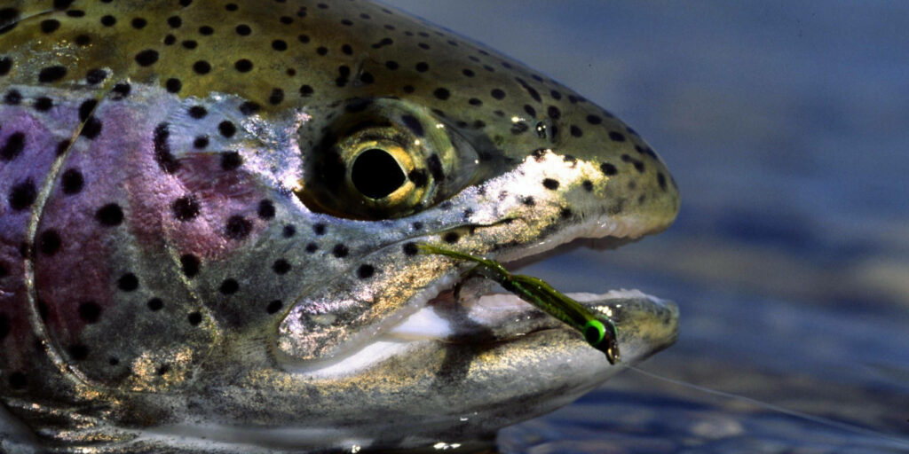 Close-Up Colorful Trout with Lure in Clear Water - Angling Action Wallpaper