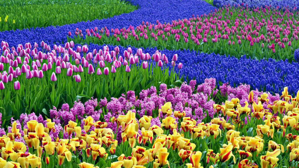 Vibrant Tulip Farm Wallpaper: Colorful Spring Blooms & Greenery
