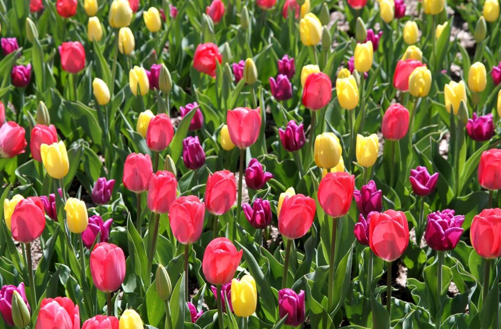 Vibrant Tulip Wallpaper: Colorful Spring Flowerbed Background