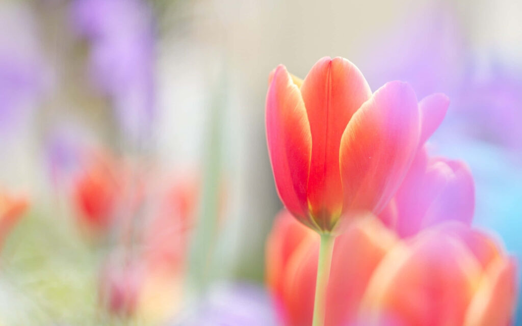 Vibrant Colorful Tulips Wallpaper: Serene Spring Background