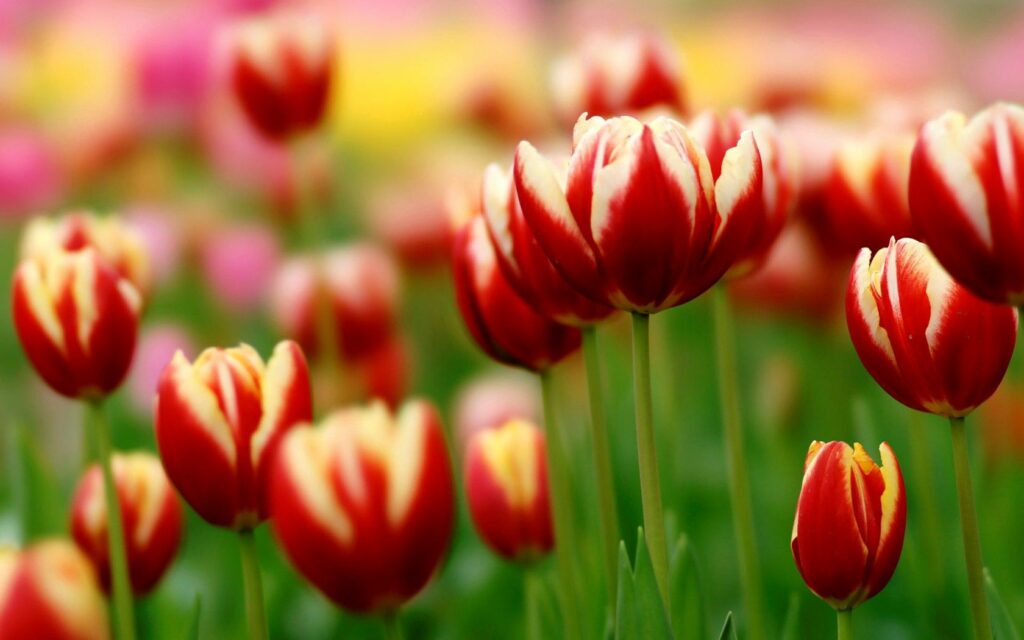 Colorful Tulips Close-Up Wallpaper: Vibrant Floral Background 1680x1050