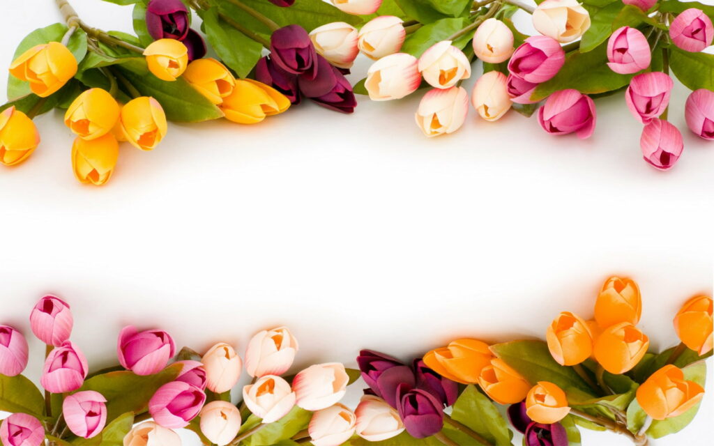 Blooming Color Symphony: A Vibrant Floral Frame Embraces Spring Blossoms on a Pristine White Background Wallpaper