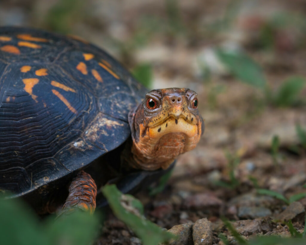 Close-Up Turtle Wallpaper: Intricate Shell & Curious Expression