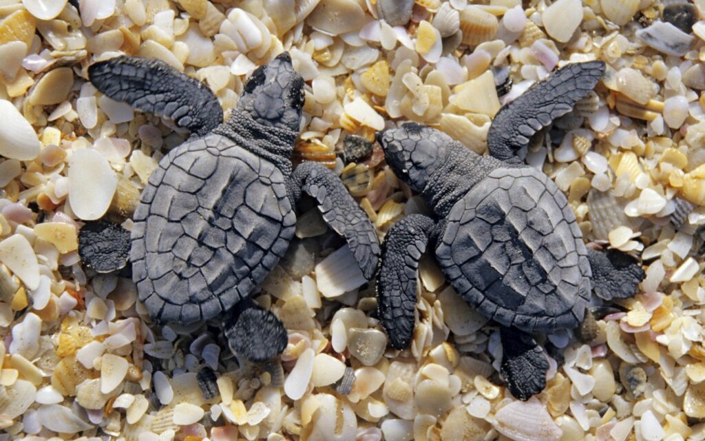 Intricate Turtle Wallpaper: Close-Up on Textured Shells & Seashells