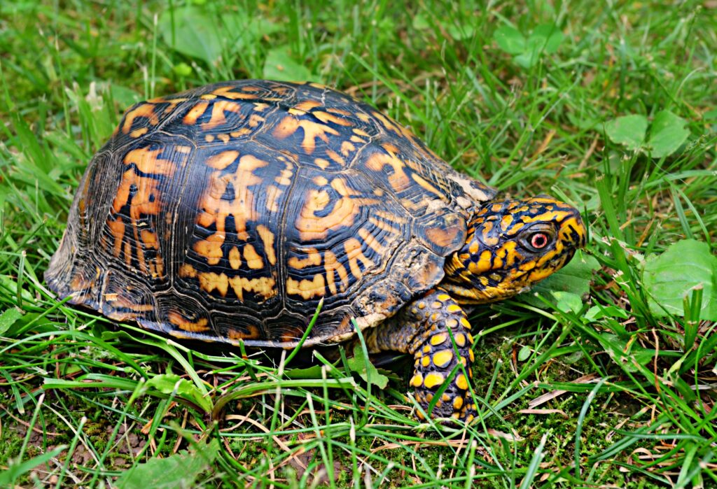 Colorful Turtle Wallpaper: Nature-Inspired Design on Vibrant Grass