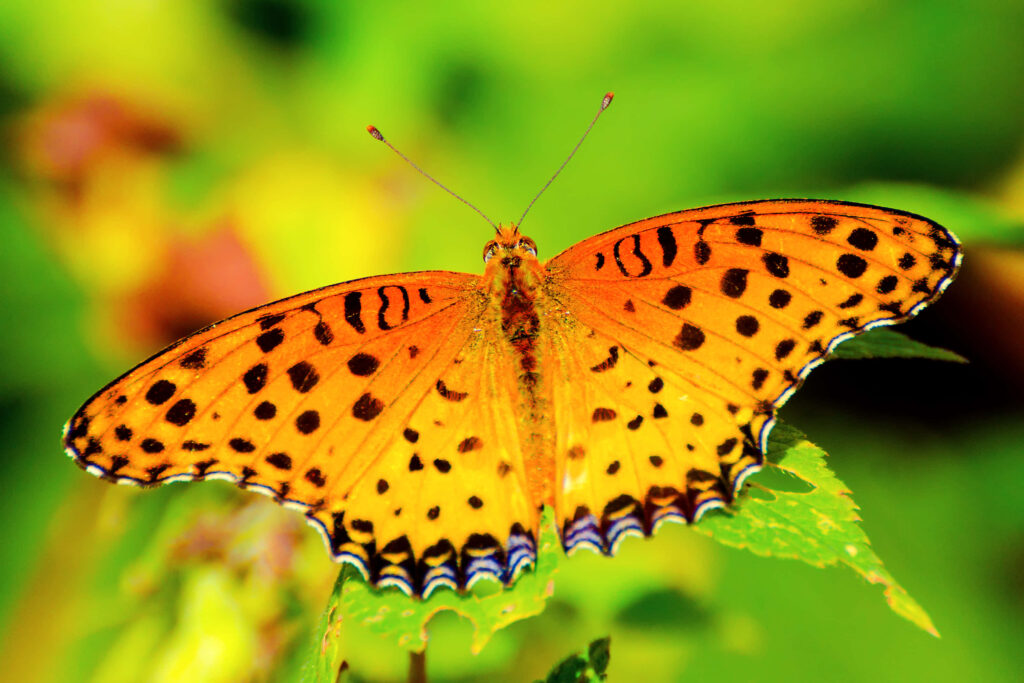 Vibrant Butterfly Wallpaper: Colorful Flower & Green Background Design