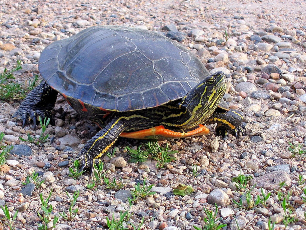 Vibrant Painted Water Turtle Basking on Pebbles - Nature Wallpaper