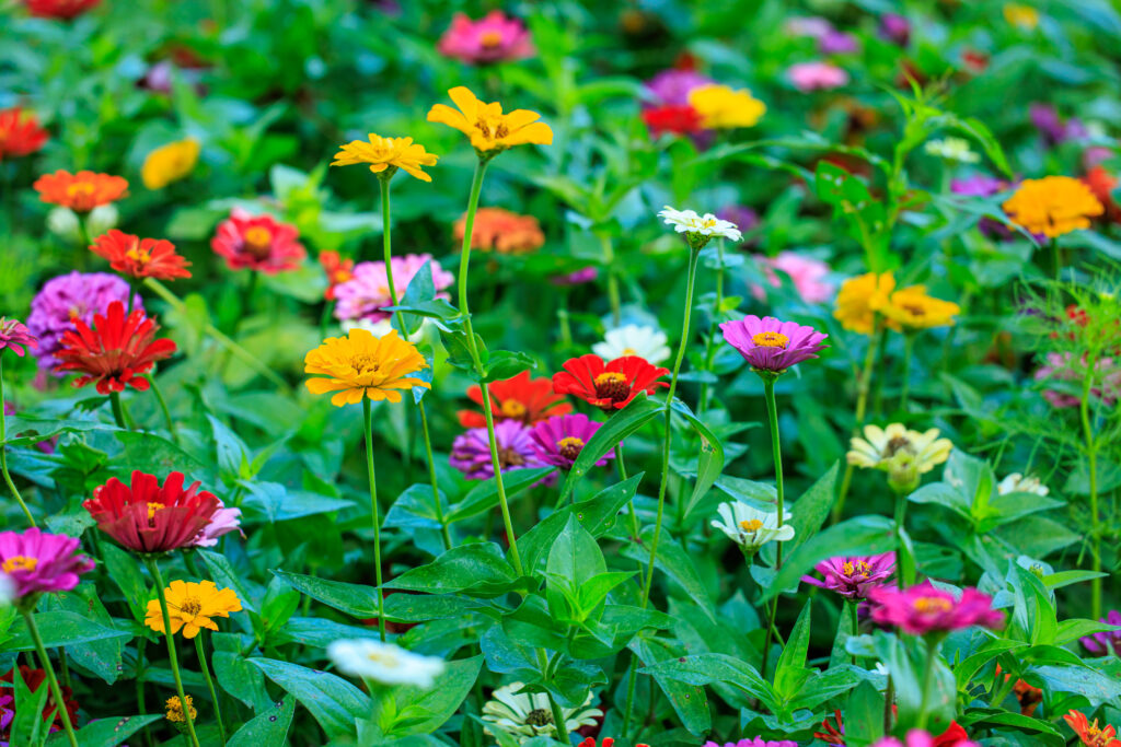 Vibrant Wildflowers Wallpaper: Colorful Blooming Garden Background